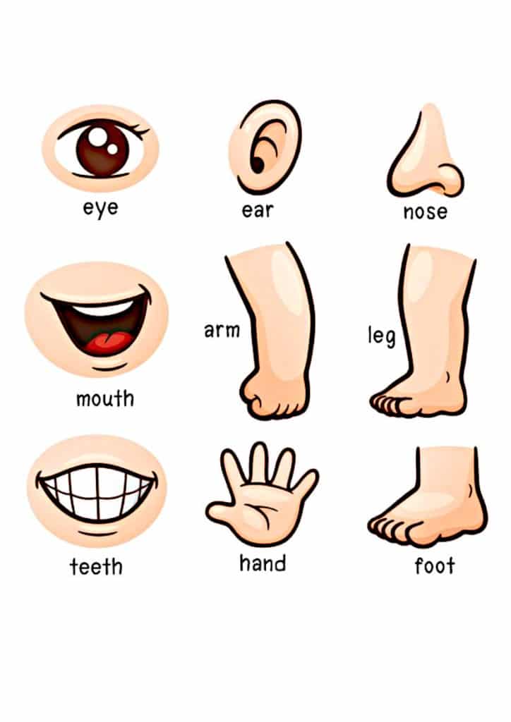 Le Corps Humain En Anglais à Imprimer Comment apprendre l anglais aux enfants ? 12 astuces et conseils