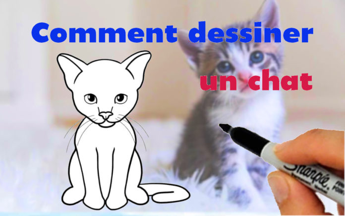 Comment Dessiner Un Chat Astuces Et Tuto Video