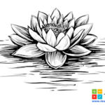 dessin fleur de lotus
