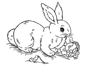 coloriage de lapin