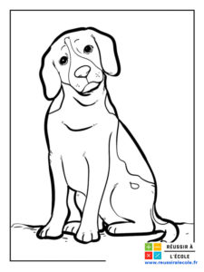 coloriage labrador