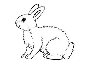 coloriage lapin de paque