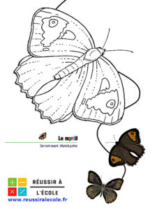 coloriage papillon