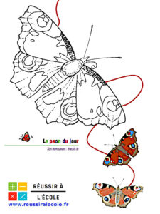 coloriage papillon