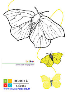 coloriage papillon