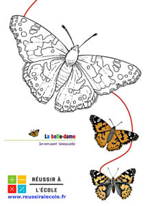 coloriage papillon