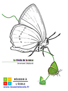 coloriages de papillons