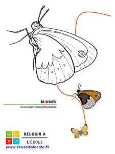 coloriage papillon