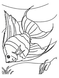 coloriages poissons