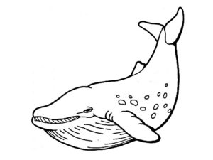 coloriage baleine