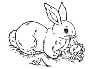 lapin coloriage