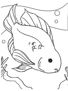 poisson coloriage