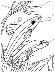 poisson coloriage