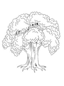 arbre dessin