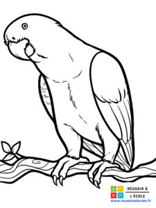 coloriage adulte oiseau