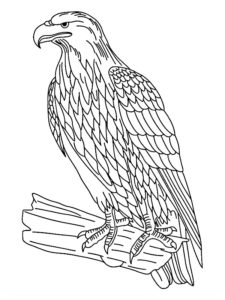 coloriage adulte oiseau