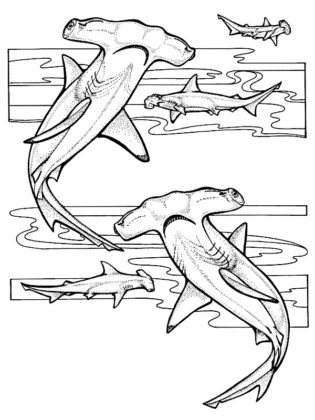 coloriage d animaux marins