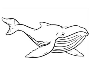 coloriage animaux marins