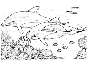 coloriage animaux mer