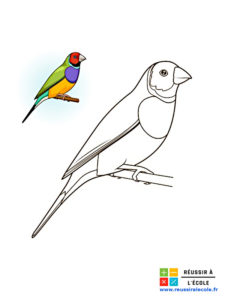 coloriage de oiseau