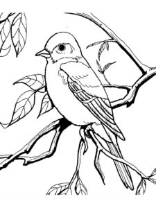 coloriage de oiseau