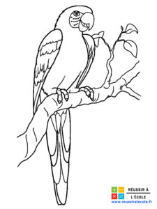 coloriage oiseau