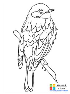 coloriage oiseau