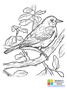 coloriage oiseau adulte