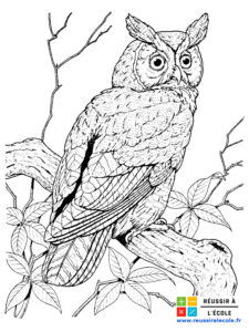 coloriage oiseau adulte