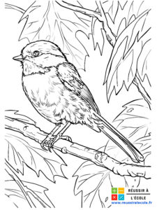 coloriage oiseau adulte