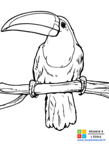 coloriage oiseaux exotiques