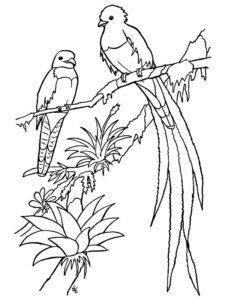 coloriage oiseaux printemps