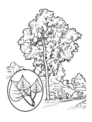 dessin arbre de vie