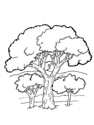dessin d arbre