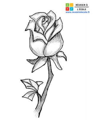 dessin d une rose