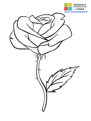 dessin de rose