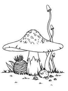 illustration champignon